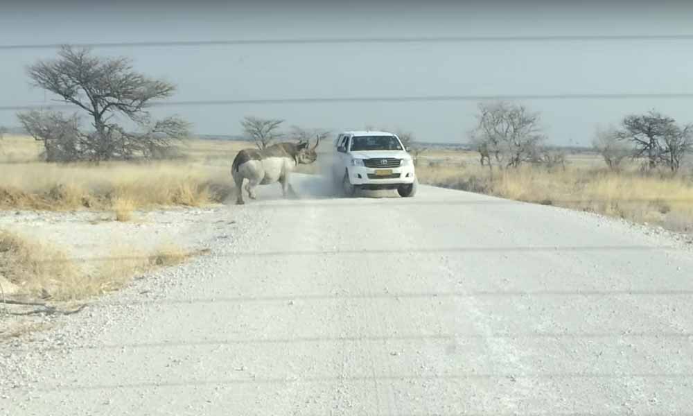 Rhino vs Toyota Hilux